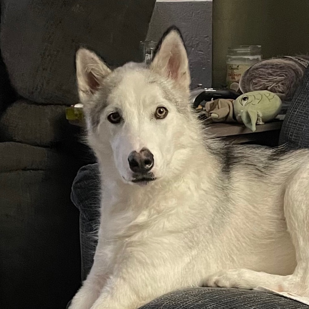 Meet your Posher, Adam